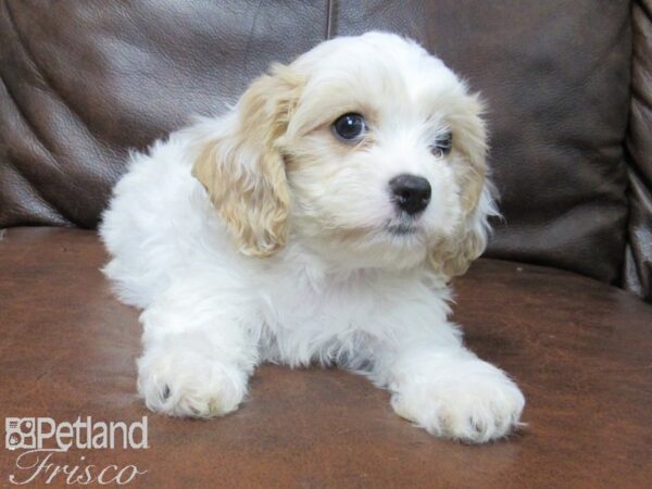 Cavachon DOG Female Wht Red Parti 25724 Petland Frisco & Mckinney, Texas