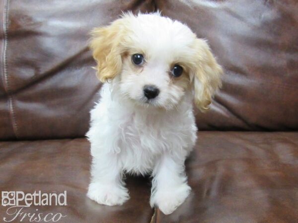 Cavachon-DOG-Female-Red Wht Parti-25723-Petland Frisco, Texas