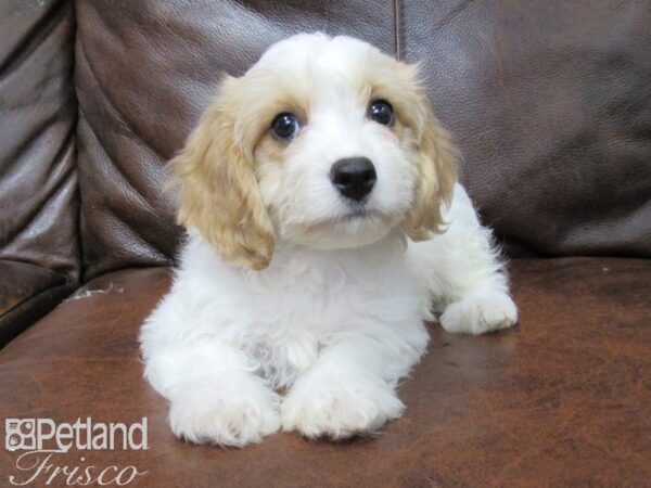 Cavachon DOG Female Red Wht Parti 25722 Petland Frisco, Texas