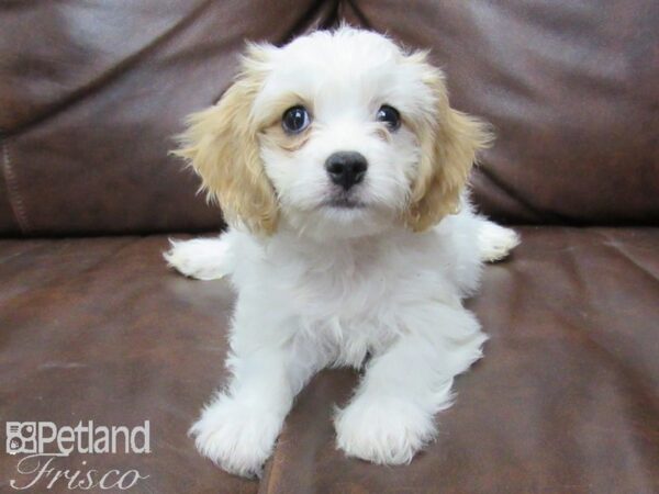 Cavachon-DOG-Female-Red Wht Parti-25721-Petland Frisco, Texas