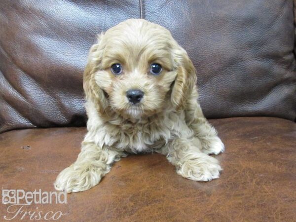 Cavapoo-DOG-Female-Red-25720-Petland Frisco & Mckinney, Texas