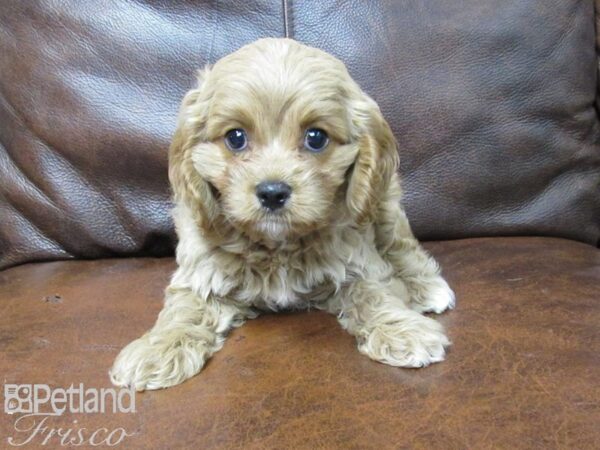 Cavapoo DOG Female Red 25720 Petland Frisco, Texas