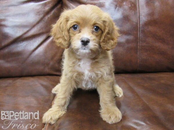 Cavapoo-DOG-Female-Red-25719-Petland Frisco & Mckinney, Texas