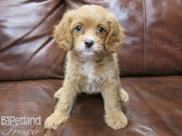 Cavapoo DOG Female Red 25719 Petland Frisco, Texas