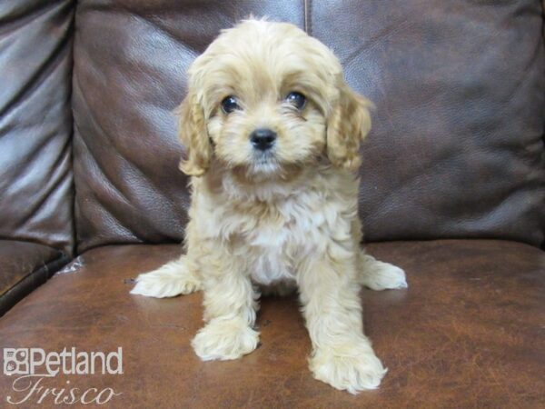 Cavapoo-DOG-Female-Red-25718-Petland Frisco & Mckinney, Texas