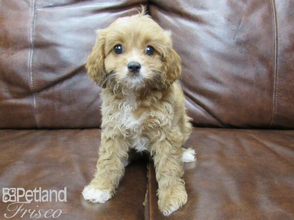 Cavapoo DOG Female Red 25717 Petland Frisco, Texas