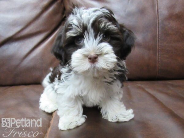 Havanese DOG Male Blk & Wht Parti 25716 Petland Frisco, Texas