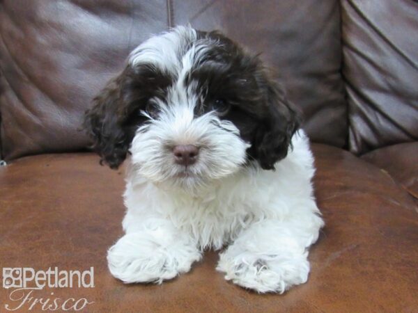 Havanese-DOG-Female-Blk & Wht Parti-25715-Petland Frisco & Mckinney, Texas