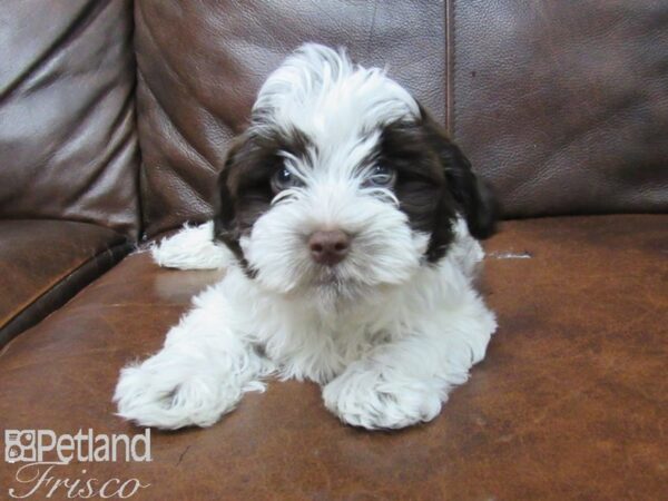 Havanese DOG Female Choc Parti 25714 Petland Frisco, Texas