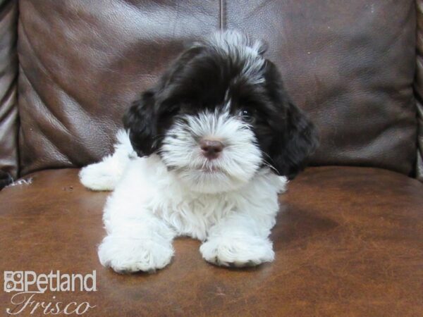 Havanese-DOG-Female-Choc Parti-25713-Petland Frisco & Mckinney, Texas