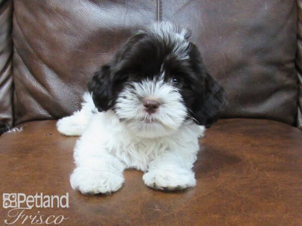 Havanese-DOG-Female-Choc Parti-25713-Petland Frisco, Texas