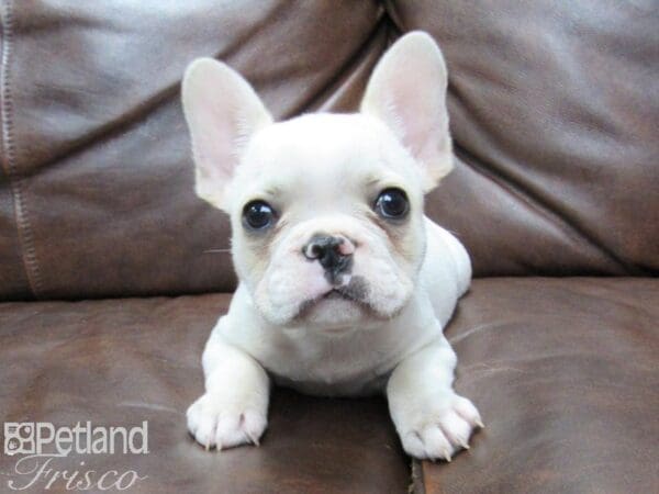 French Bulldog-DOG-Male-Cream-25712-Petland Frisco, Texas