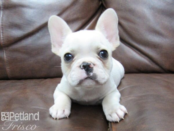 French Bulldog-DOG-Male-Cream-25712-Petland Frisco & Mckinney, Texas