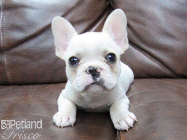 French Bulldog DOG Male Cream 25712 Petland Frisco, Texas