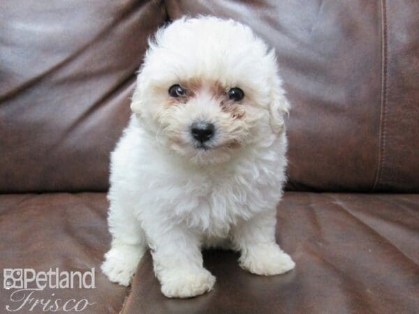 Miniature Poodle DOG Female White 25711 Petland Frisco, Texas