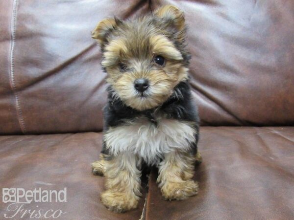 Yorkshire Terrier DOG Female Black & Tan 25710 Petland Frisco, Texas