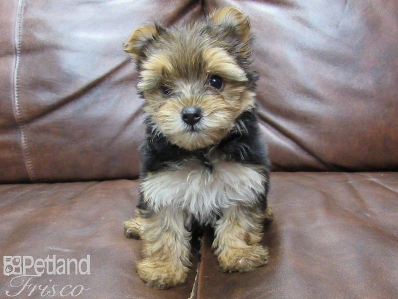 Yorkshire Terrier-DOG-Female-Black & Tan-2735131-Petland Frisco, Texas