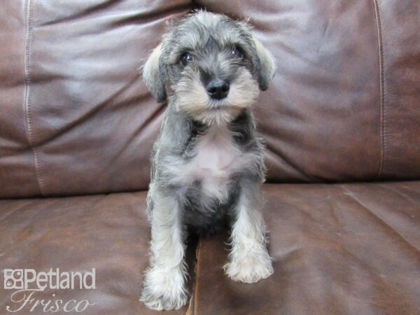 Mini Schnauzer DOG Male BROWN WHITE 25766 Petland Frisco, Texas