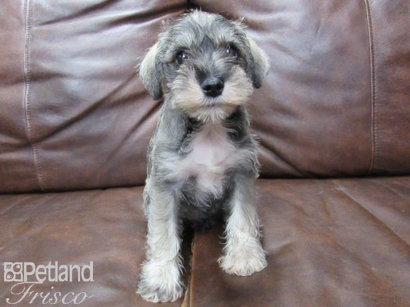 Mini Schnauzer-DOG-Male-BROWN WHITE-2734427-Petland Frisco, Texas