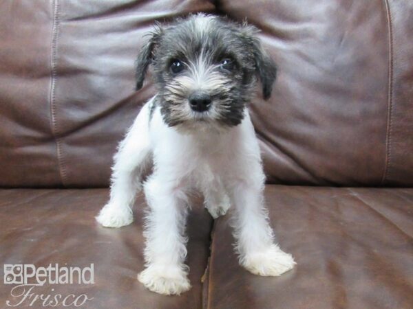 Mini Schnauzer DOG Female BROWN WHITE 25765 Petland Frisco, Texas