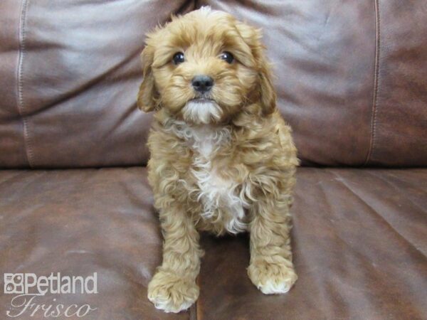Cava Poo-DOG-Male-RED WHITE-25764-Petland Frisco & Mckinney, Texas