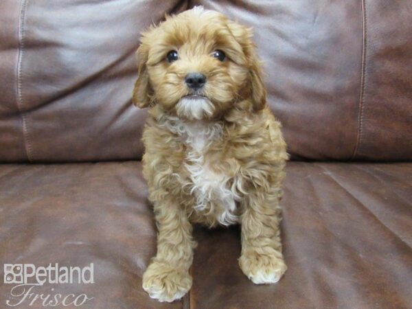 Cava Poo-DOG-Male-RED WHITE-25764-Petland Frisco, Texas