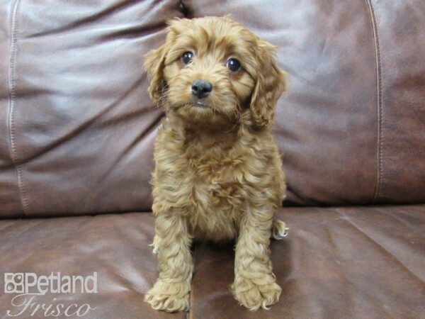 Cava Poo-DOG-Female-RED-25763-Petland Frisco, Texas