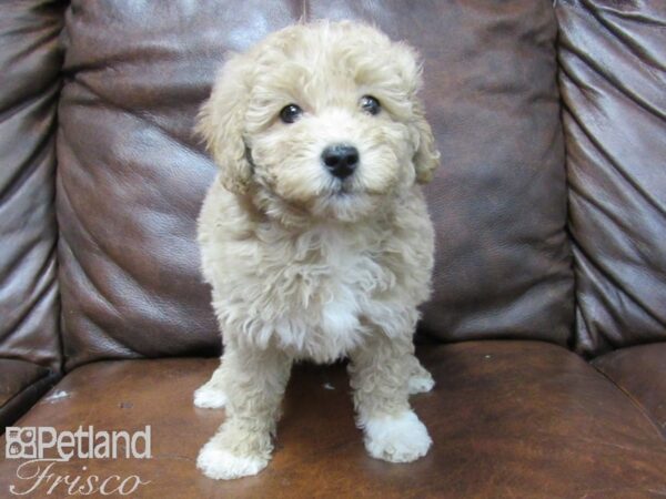 F2 MINI GOLDENDOODLE DOG Female RED 25762 Petland Frisco, Texas