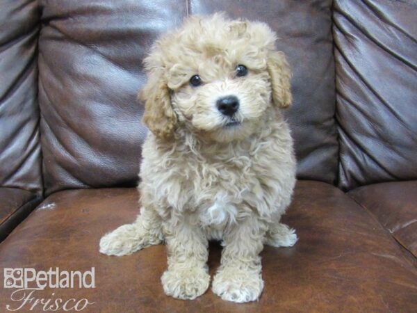 F2 MINI GOLDENDOODLE-DOG-Female-RED-25761-Petland Frisco & Mckinney, Texas