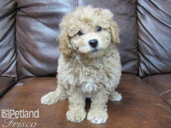 F2 MINI GOLDENDOODLE DOG Female RED 25761 Petland Frisco, Texas