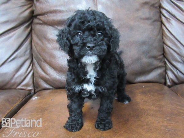 Cockadoodle DOG Female BLK 25760 Petland Frisco, Texas