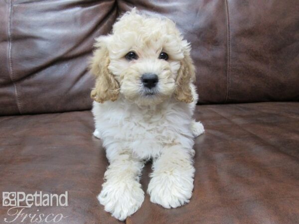 Cockadoodle DOG Male RED 25759 Petland Frisco, Texas