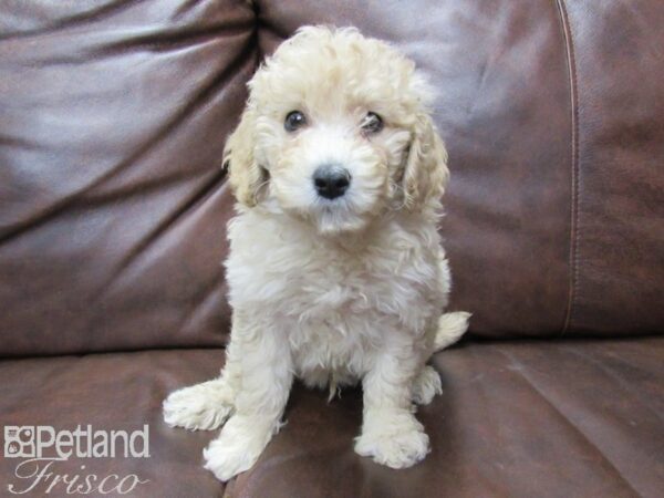 F2 MINI GOLDENDOODLE-DOG-Male-RED-25758-Petland Frisco & Mckinney, Texas