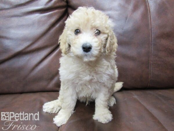 F2 MINI GOLDENDOODLE-DOG-Male-RED-25758-Petland Frisco, Texas