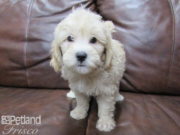 F2 MINI GOLDENDOODLE DOG Male RED 25757 Petland Frisco, Texas