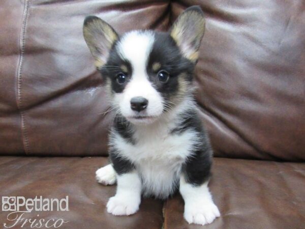 Pembroke Welsh Corgi-DOG-Male-TRI-25756-Petland Frisco, Texas