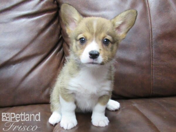 Pembroke Welsh Corgi DOG Female SABLE WHITE 25755 Petland Frisco, Texas