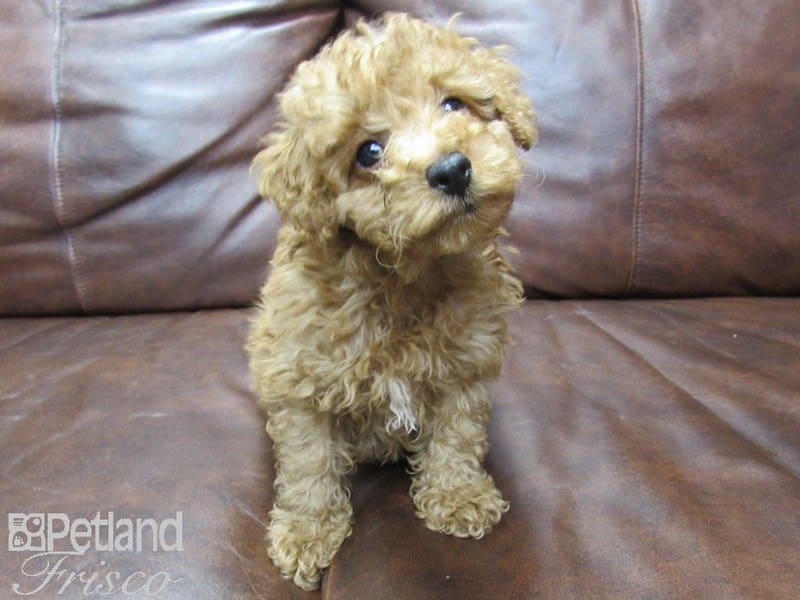 Miniature Poodle-DOG-Male-RED-2734264-Petland Frisco, Texas