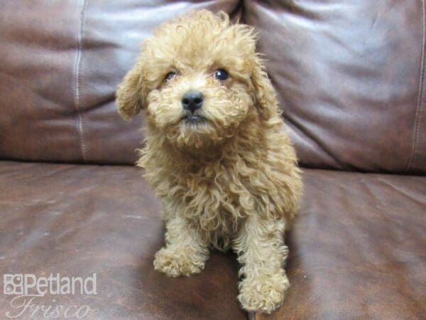 Miniature Poodle-DOG-Female-RED-25753-Petland Frisco, Texas