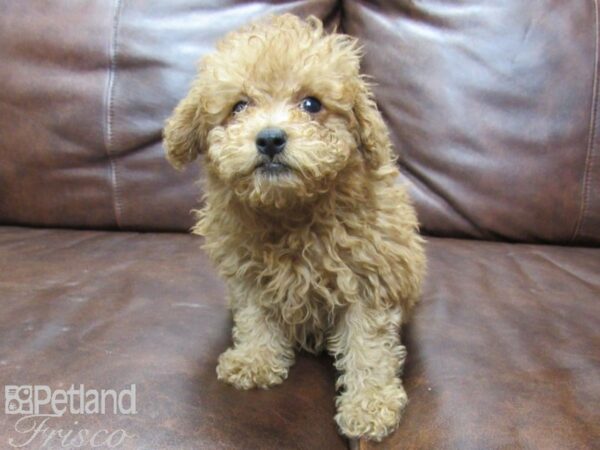 Miniature Poodle DOG Female RED 25753 Petland Frisco, Texas