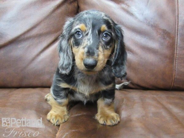 Mini Dachshund DOG Male DAPPLE 25752 Petland Frisco, Texas