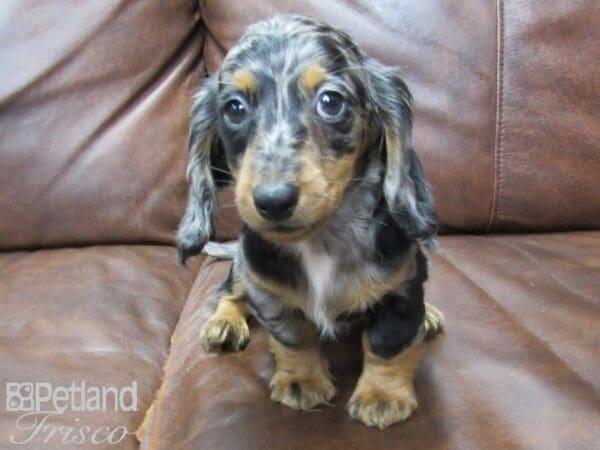 Mini Dachshund-DOG-Female-DAPPLE-25751-Petland Frisco, Texas
