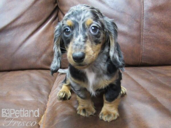 Mini Dachshund-DOG-Female-DAPPLE-25751-Petland Frisco & Mckinney, Texas