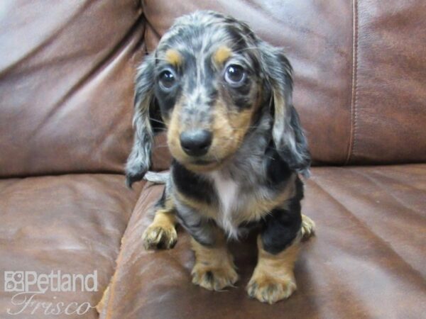 Mini Dachshund DOG Female DAPPLE 25751 Petland Frisco, Texas