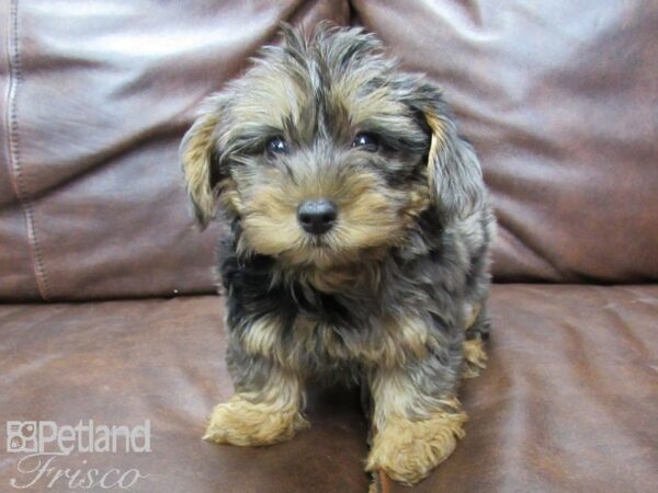 Yorkie Poo DOG Male CHOC MERLE 25750 Petland Frisco, Texas