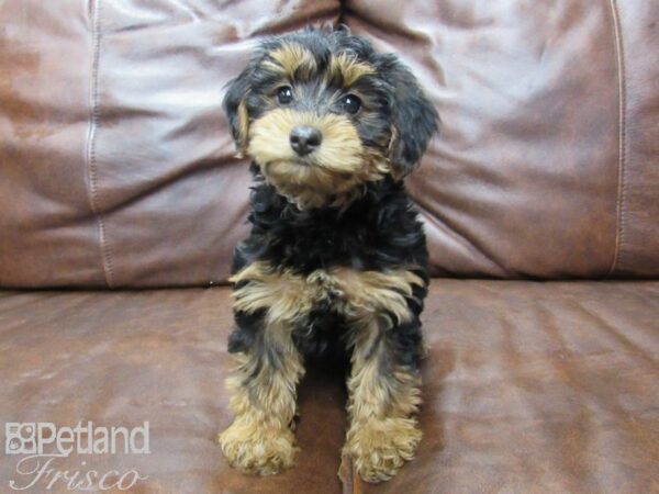 Yorkie Poo DOG Female BLUE MERLE 25749 Petland Frisco, Texas