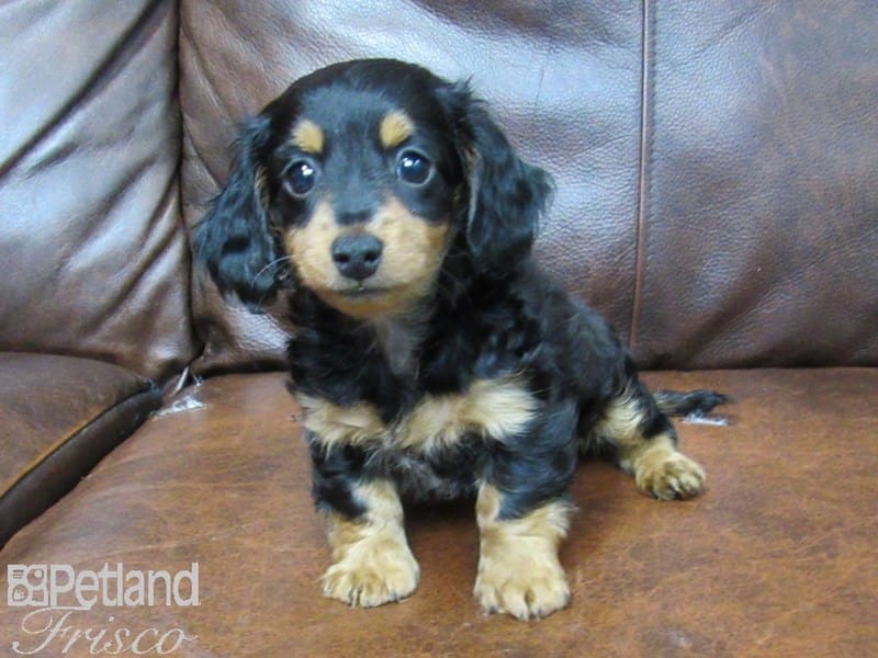 Mini Dachshund-DOG-Male-blk tan-2734183-Petland Frisco, Texas