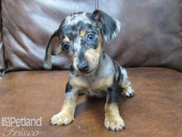 Mini Dachshund-DOG-Female-DAPPLE-25747-Petland Frisco, Texas