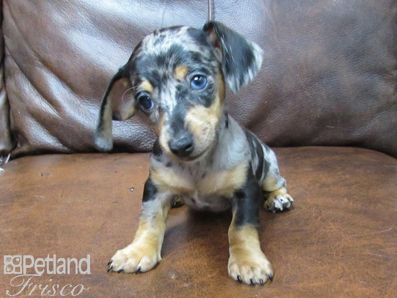 Mini Dachshund Puppy DAPPLE ID 25747 Located at Petland Frisco Texas
