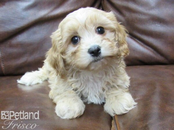 Cava Chon-DOG-Female-BLENHEIM-25746-Petland Frisco & Mckinney, Texas